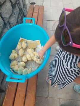 Piščančki so očarali mnoge